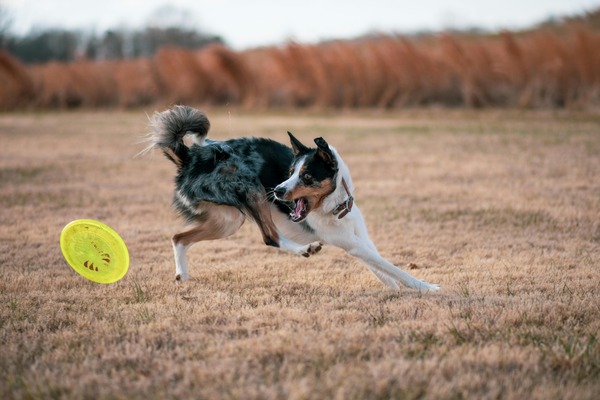 dog frisbee (1)